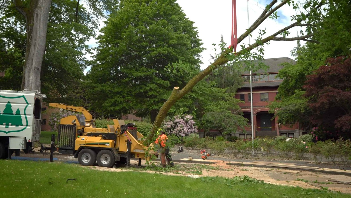 Crane-assisted tree removal demonstrating expert equipment and capabilities in Compton, CA